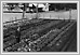  Vegetable garden Spence Sargent 1910 N2432 02-016Lewis B. Foote Archives of Manitoba